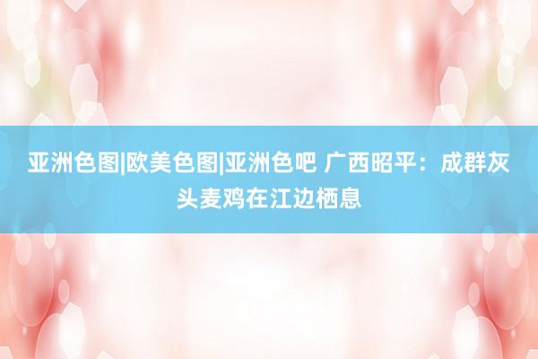 亚洲色图|欧美色图|亚洲色吧 广西昭平：成群灰头麦鸡在江边栖息